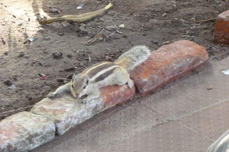 India & Nepal 2011 - 1280